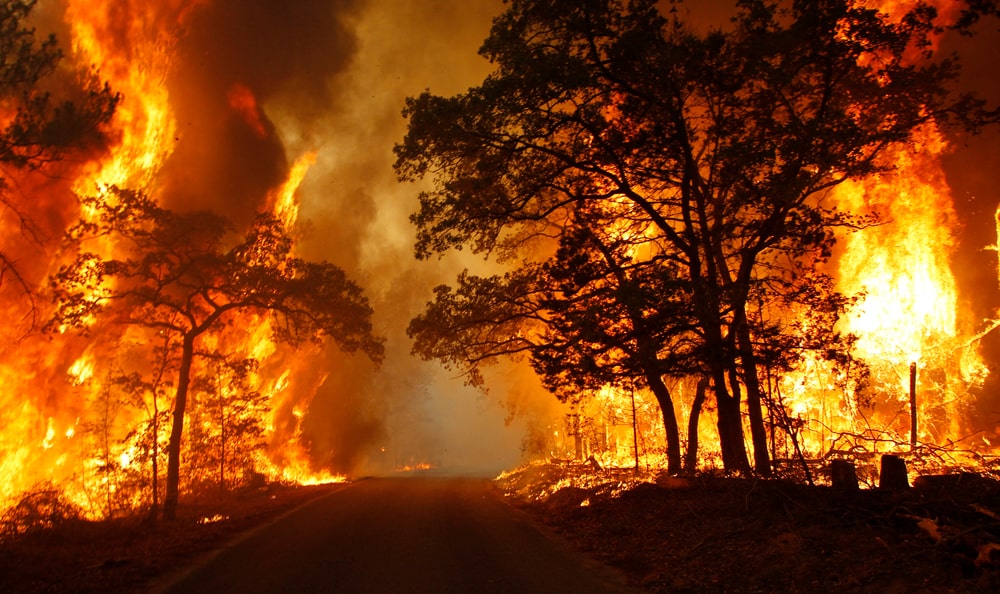 Fire Safety: How to Prevent and Respond to Wildfires