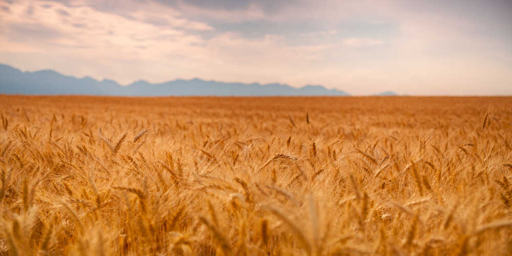 The Crucial Role of Crop Insurance for your Montana Farm