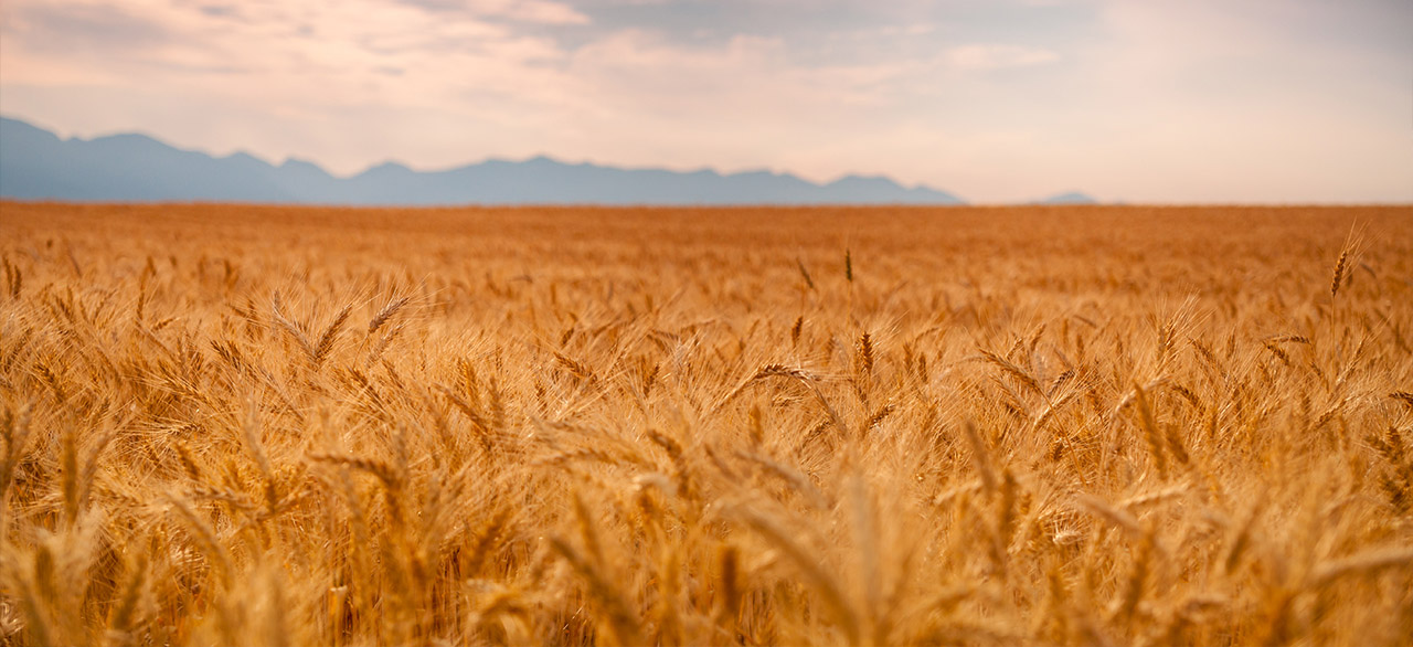 Crop Insurance