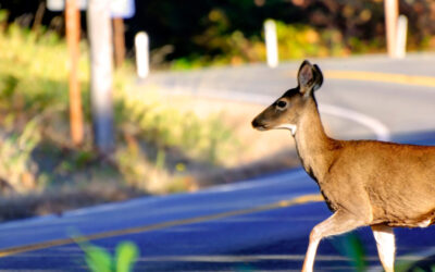 Deer Season Driving Checklist