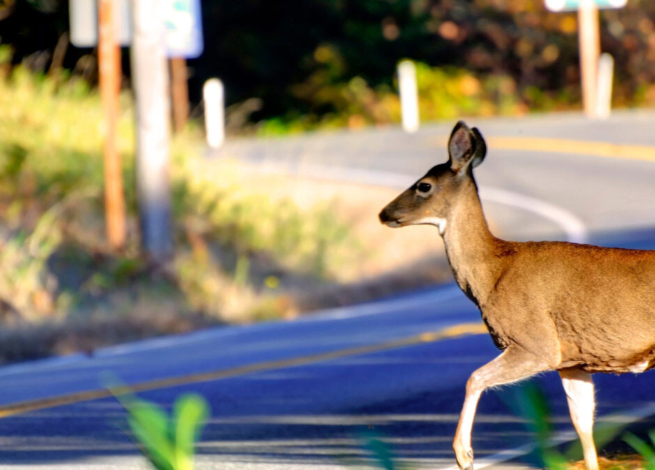Deer Season Driving