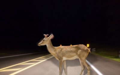 Navigating the Deer in The Headlights of Insurance Claims