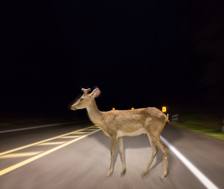 Navigating the Deer in The Headlights of Insurance Claims